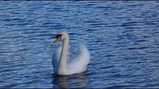 London, Walthamstow Reservoirs in Winter | Vibrant Curious Swans Approach