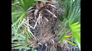 Difference between Chamaerops humilis & Trachycarpus fortunei Palms