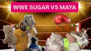 Dog Fight WWE Sugar vs Maya 😢 l Sugar Maya Family Vlog #shihtzudog #familyvlog #trendingindia 