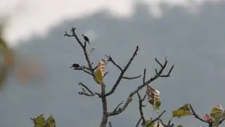 Collared Falconet (HD)