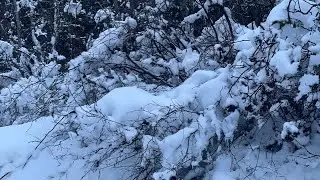 Snow Paradise : Snowy Gondola 🚠 Ride Grouse Mountain Vancouver BC Canada 