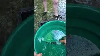 Gold Panning in 60 Seconds! 🪙 How to Find Real Gold Fast