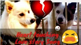Heart touching Dog Love story song sad song Arijit Singh 2021dog short videos