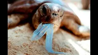 plastic bags