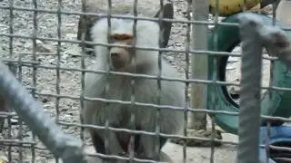MOV00767