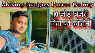 बजरी तोता का घर बनाये कम से कम जगह पर | सीढ़ी के नीचे बनाये बजरी तोता का घर | #birds #budgiesparrot
