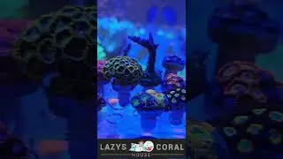 Lazy's Coral House Coral Shipment