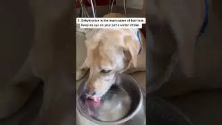 5 Tips To Prevent Dog Hair Fall | Supertails
