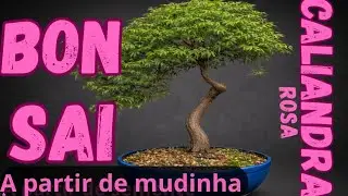 Bonsai de caliandra rosa a partir de uma mudinha de floricultura  | Transplante de bonsai 
