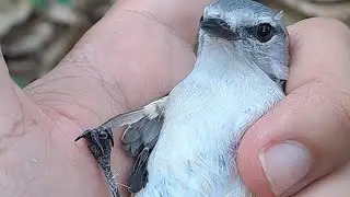Mikat Burung Cantik Bonus Durian RAKSASA!!🐦