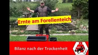 Ernte am Forellenteich | Abfischen im September 2020