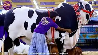 Big Heavy Bull😱 #youtubeshort #gay#reels #funny #tiktok #music #new #cow #viral #fyp #bull#subscribe