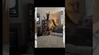 cat WWE 😂