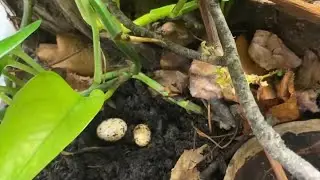 Collecting & Incubating MORE GECKO EGGS!!! Can Gecko Eggs Be Rotated?  | DIY Reptiles