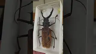 Macrodontia longhorn beetle 🇵🇪 Peru