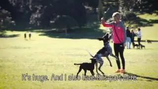 Share the Park - A dog's life