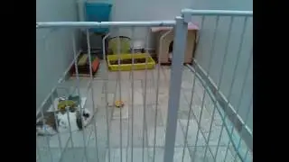 Bunny timelapse - raspivid - avconv/ffmpeg test 02