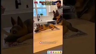 🍰🤣Самая смешная реакция собаки на разрезание торта🐶 #собака #смешно
