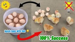 🔥 How To Make a Homemade Incubator | Easy DIY Egg Incubator Step by Step