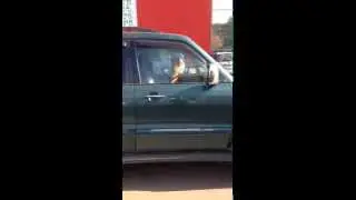 Интересно, а права есть? / A smart russian dog trying to drive a car?