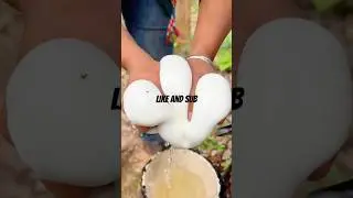 More harvest 🤤 #rubber #rubbertree #satisfying #satisfyingvideo #viralvideo