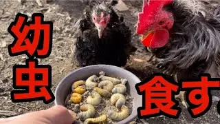 プランターにいた害虫を鶏に食べてもらいました。
