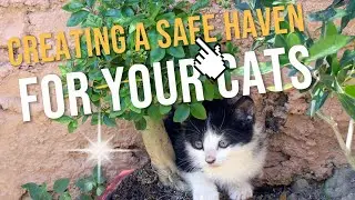 Purr-fect Spaces: Creating a Safe Haven for Your Cats