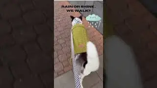 Cozy Dog Walk in the Rain #dog #rain #funny #doglover  #dogshorts #dog  #dogs #pets