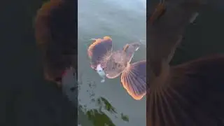 One of the prettiest fish on the planet the sea robin caught fishing with the storm shad