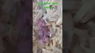 newborn asf rat babies