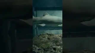 Aquariam