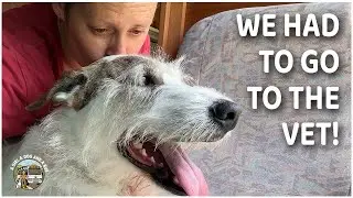 Small town life and an unplanned vet visit in Uralla, NSW.