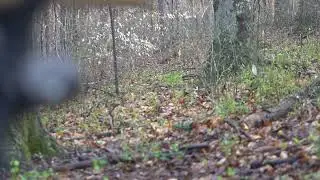 KY OPENING DAY- hunting hard gobbling hardwoods birds!