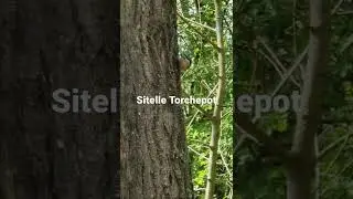 Sitelle Torchepot. Film&eacute;e dans dans la commune de Marsal (57)