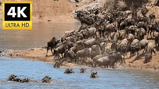Majestic WILDEBEEST 4K HDR - Incredible African Wildlife | Cinematic Nature Display