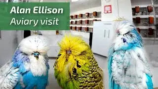 EXTREME BUDGERIGARS! Exhibition budgies/PERIQUITOS Alan Ellison| UK [Budgie Planet🌍]