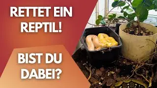 Diese Reptilien will keiner mehr &ndash; aber DU kannst sie retten!