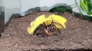 Ctenidae sp. Cameroon Gold feeding / F&uuml;tterung einer afrikanischen Wanderspinne