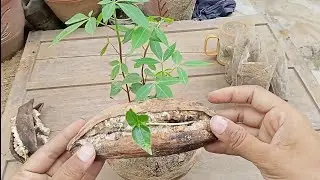 how to grow kapok tree/cotton tree at home from seed how to propagate cotton tree #kapok#cotton