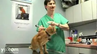 Miami Veterinarians West Kendall Animal Hospital