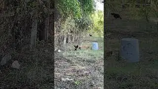 #duck #chicken #reels #reelsvideo #reelsviral #nature #views #Love #viral #yt #youtube #youtuber