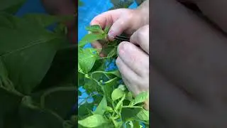 How to collect pollen and cross pepper plants - Candle light mutant pepper plant #pepper