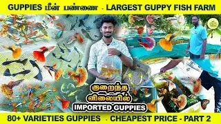 குறைந்த விலையில் Exotic Guppy Fish | Cheapest Price | Naina guppies Farm Tamil | Part 2 VlogTamizha