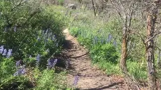 Lupine Alley - Twin Buttes, Durango, CO