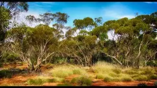 Australia Dawn Chorus - Birdsong - ambience - relaxation