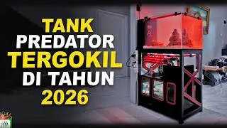 SETUP AKUARIUM PREDATOR AXEL ANDAVIAR