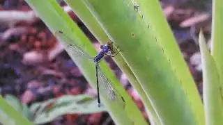 Spreadwing Damselfly eats a Sharpshooter