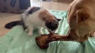Cute Calico Cat's Reaction to Dog's Treat - a Large Beef Bone 🐱🐶🦴