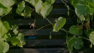 Orb-weaver making it's web