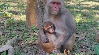 I Spent a Day with Wild Monkeys! Emotional Feeding & Playful Moments